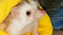 Koľko rokov ježkovcov žije v prírode a doma